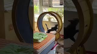 The Best Cat Moments Of All Time Try Not To Smile& Laugh