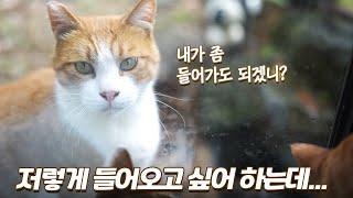 집에 들어오고 싶어 하는 길냥이... 구조 못 하는 이유