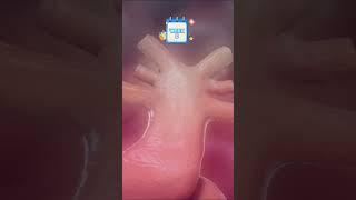 Development of Heart 🫀 | DocTalk |