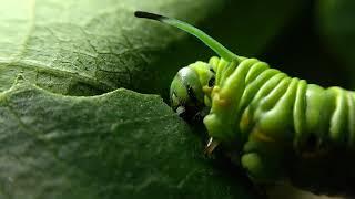 LIFE CYCLE OF BlUE TIGER BUTTERFLY  | Tirumala Limniace | PART-1