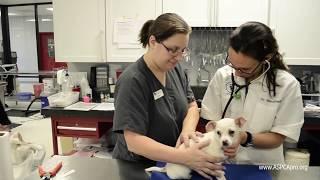 Spay/Neuter Clinic Flow: Medical Flow