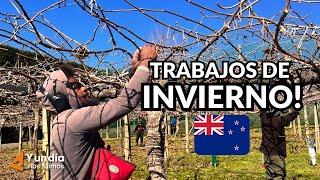 Dónde trabajar en INVIERNO  ️ en Nueva Zelanda!! A dónde llegar? [Cap 5] [visa WORKING HOLIDAY]