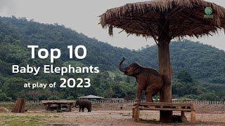 Top Ten Baby Elephants at Play of 2023 ! - ElephantNews