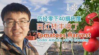 Tomatoes Harvest Under Alberta -40°C freezing