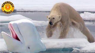 Polar Bear hunts Beluga Whales!