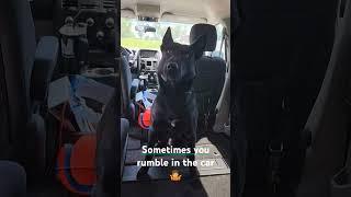 Odin wanted to play in the backseat... #dogtrainerslife #dogtraining #belgianmalinois #k9 #bitework