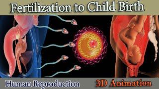 Fertilization to Child birth (3D  Animation)