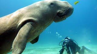 Sulawesi   Diving in Bangka Island