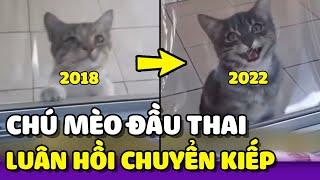 Chú mèo đầu thai xong vẫn tiếp tục đi xin ăn chủ cũ  | Yêu Lu Official