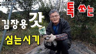 갓 심는 시기 ｜갓 파종시기, 가꾸는 방법｜톡 쏘는 김장용 갓 심으세요~｜mustard