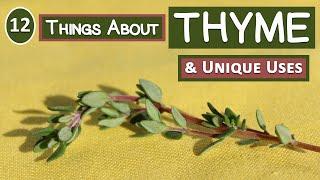 12 Things About Thyme and Its Unique Uses