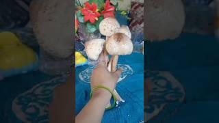 wild Mushroom #shorts #nature #wild Mushroom
