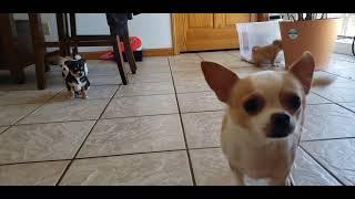 Chihuahua temperament differences