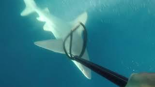 Shark attack while spearfishing in south Florida