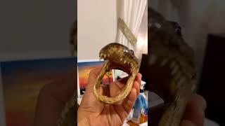 Real Alligator Head Gift from my Sis after Florida Visit