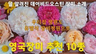 영국장미 추천 10종 / 데이비드오스틴 장미 / 많이 알려지지 않은 영국장미소개 / 많은 수입 장미 중 무엇을 키워야 할까? / 김부장의 가드닝