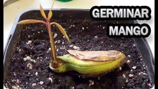 Como Germinar Y Sembrar Una Semilla De Mango || La Huertina De Toni