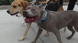 Dog Walker NYC Battery Park City 2 Hour Group Walks The K-9 Club