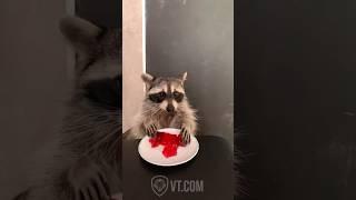 Raccoon Eats Jell-O in the Funniest Way Ever 