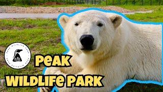 Polar Bears Have Arrived! (Peak Wildlife Park 2024)