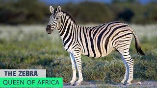 The Zebra | Queen Of Africa | Documentory of Zebra