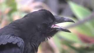 What Is the Difference Between a Raven and a Crow