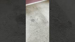 Carpet & Upholstery Cleaning in Spring Hill Florida - Steam Medic Carpet & Tile Cleaning