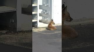 What does the fox say?