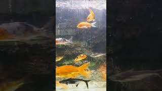 #FishVids #AquariumLife #UnderwaterWorld #FishingTips #OceanAdventure #fish #youtube