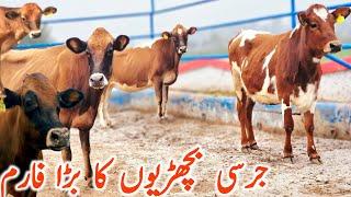 Biggest Jersey Hiefers Farm In Pakistan | Dairy Farming || Mandi Star