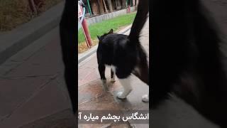 قانون تغییر رشته تو دانشگاه رو کمتر کسی میدونه #دانشگاه #shorts #دانشجو