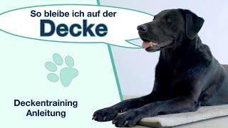 Hund Decke beibringen (So bleibt dein Hund auch wirklich auf seiner Decke)