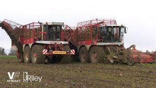 Vervaet Beet Eater chaser at work 2021