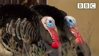 Turkey trio battle for a mate | The Mating Game – BBC