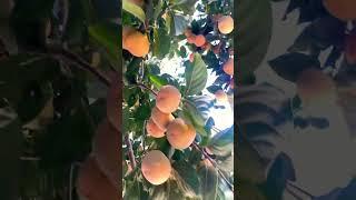 Japanese Fruit  #shorts #viral #zeevlog #youtube #reels #shortvideo #