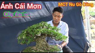 Sam Hương, Linh Sam, Mai Chiếu Thủy , Hoàng Dương Clip đầu năm Vườn Bonsai Ánh Cái Mơn . Bến Tre