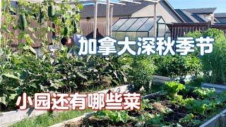 温尼伯深秋季节：菜园还有哪些菜，头回种圆茄子，冬瓜减产原因，最后的丰收有惊有喜