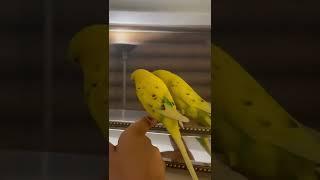 Budgie responding to its reflection