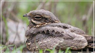 Searching for Indian Nightjar | Bird Photography and Video