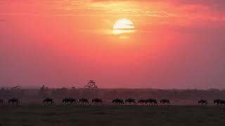 Discover Tanzania’s Wild Beauty: Ultimate Safari Adventure with Maramatta Safaris!