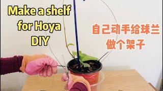 自己动手给球兰做个花架子Make a shelf for Hoya#diy #hoya #球兰