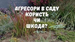 Рослини агресори.Користь чи шкода?