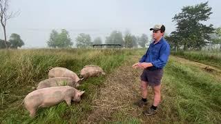 Pasture-Raised Pigs at Forage Farms