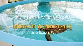 Loggerhead Marinelife Center | Only In The Palm Beaches 