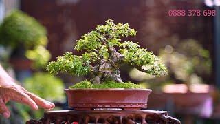 Thọ Bonsai - Số 362 ĐÃ BÁN - Kim Thanh Mai Mini Siêu Lực Sỹ