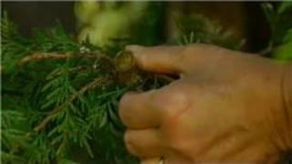 Growing Ornamental & Edible Trees : How to Properly Prune Cedar Trees