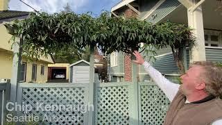 How to Prune Evergreen Clematis Vines, Trees, & Shrubs - Seattle Arborist Chip Kennaugh