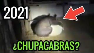 Supuesto CHUPACABRAS Captado en Vídeo