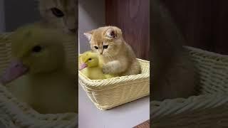 The life of ducklings and cute cats. Very interesting