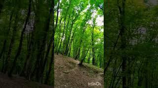 نمایی از جنگل ناهارخوران گرگانNaharkhoran Woods, Gorgan,Iran #nature #travel #woods #park